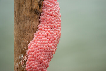 Golden apple snail eggs