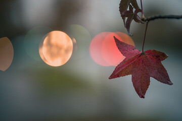 Sole maple leaf hanging onto a tread of a twig on autumn setting. Lights in the background.