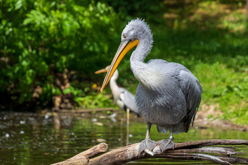 Great water bird Pelican - Pelecanus. Photo with nice bokeh.