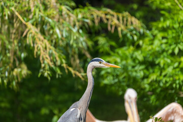 Gray Heron - Ardea cinerea standing on a tree branch by a pond.