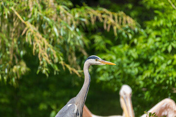 Gray Heron - Ardea cinerea standing on a tree branch by a pond.