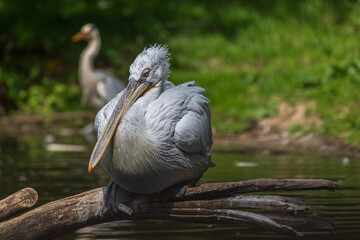 Great water bird Pelican - Pelecanus. Photo with nice bokeh.