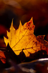 Romantic autumn mood with colorful leaves in fall shine bright in the sunlight with orange, red and yellow colors as beautiful side of nature in the indian summer season with warm colors and macro lea