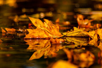 Romantic autumn mood with colorful leaves in fall on water surface in sunlight with orange and yellow colors as nice reflection in indian summer season swimming in pond