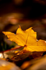 Romantic autumn mood with colorful leaves in fall shine bright in the sunlight with orange, red and yellow colors as beautiful side of nature in the indian summer season with warm colors and macro lea