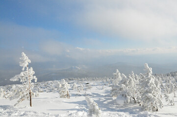 winter landscape in the mountains with trees