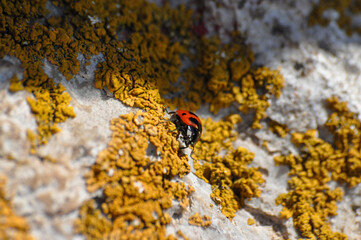 close-up of a ladybug on a stone with lichen