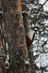 woodpecker on a tree