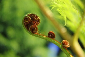 Green fern bud uncurling in the summer meadow. © Lina