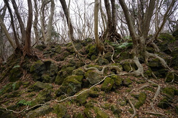 bare trees in winter forest