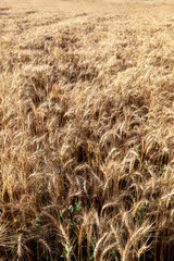 golden wheat field