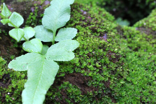 Macro shot of green moss on brick