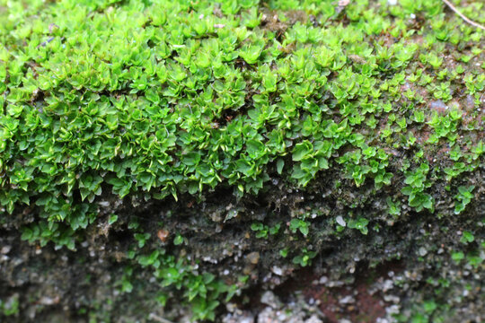 Macro shot of green moss on brick