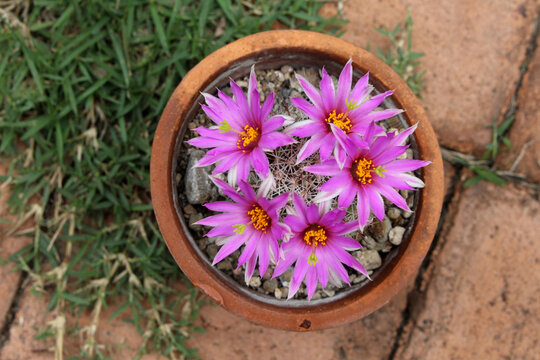 Pink flowers of cactus plant