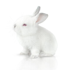 One small white bunny isolated on a white background