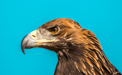 Golden eagle close-up on the background of the sky. The bird of prey hunts its prey. The eagle sits on the trainer's hand. Falcon hunting. National tradition of Asia. Kazakhstan