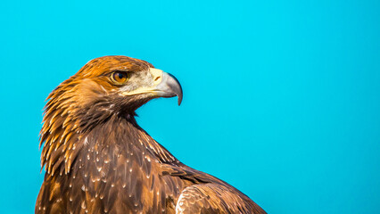 Golden eagle close-up on the background of the sky. The bird of prey hunts its prey. The eagle sits on the trainer's hand. Falcon hunting. National tradition of Asia. Kazakhstan