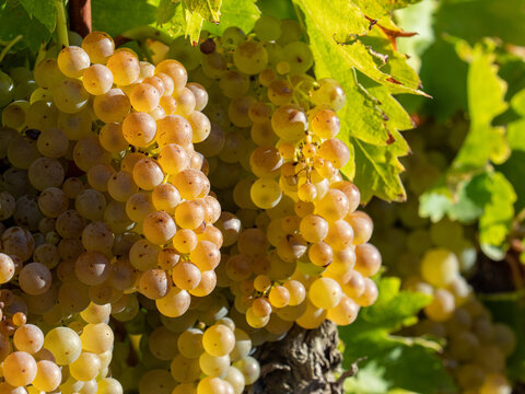 Racimo de uvas variedad viura preparado para ser vendimiado. La foto fue tomada a principios del oto&ntilde;o en Samaniego, Rioja Alavesa, Euskadi, Espa&ntilde;a.