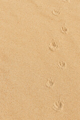 Close up of bird tracks in dune sand