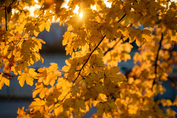 jesienne liście w promieniach słońca