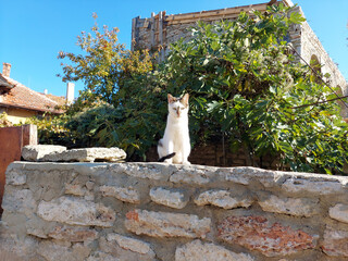 Kitty cat looks around and relaxed hello to new visitors.