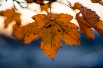 jesienny liść na drzewie