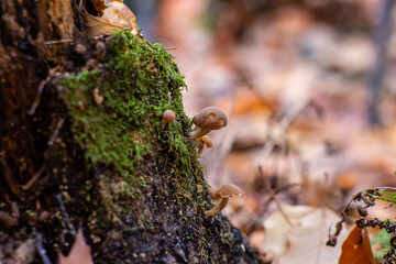 grzybki na drzewie © Piotr_Kardas