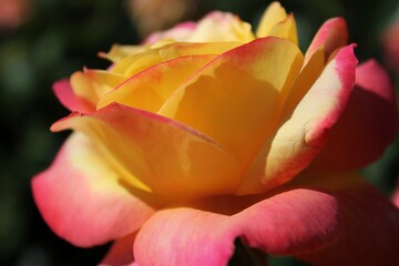 pink and yellow rose