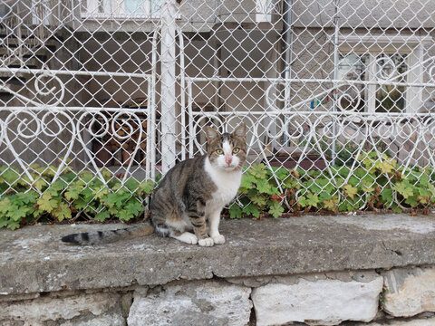 Kitty cat looks around and relaxed hello to new visitors. - Powered by Adobe