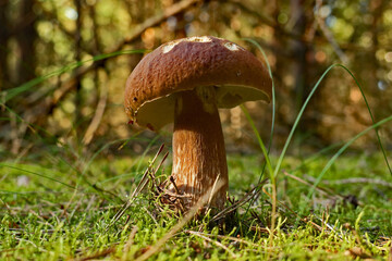 Royal Boletus Mushroom in the Forest