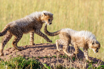Mischievous cheetah cubs on the savannah in Africa