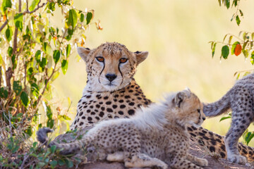 Cheetah mother resting in the bush with her young cubs