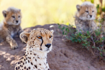 Cheetah portrait in africa