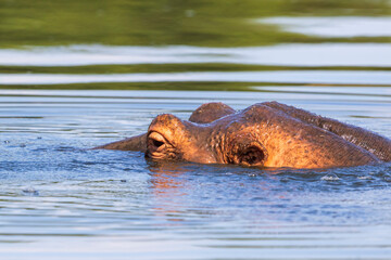 Fototapeta premium Hippopotamus in the water with only the head sticking up