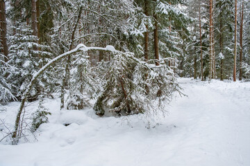 Fototapeta premium Tree bending by the snow in winter
