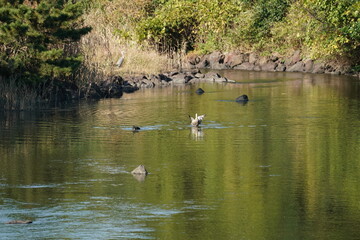 eurasian spot billed duck in the pond