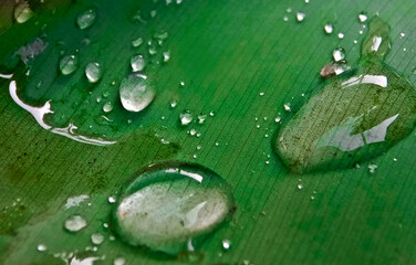 Dew drops on leafe blade