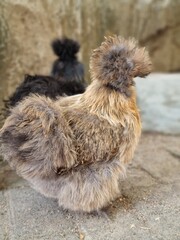 Brown silkie chicken