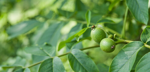 Wallnut nuts on the tree -  brunch with green fruit  - Juglans regia.