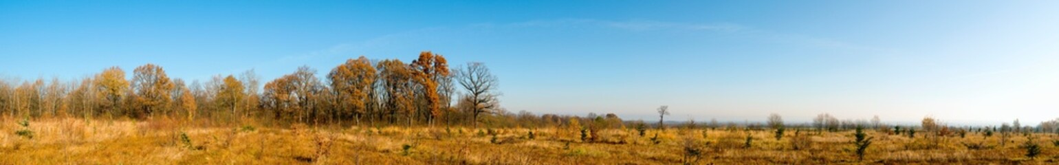 Panorama of autumn tree on a large lawn.