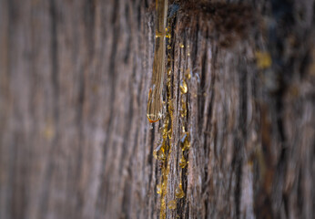 resin flowing from cypress tree bark