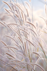 Blooming reed flowers fields on winter morning.