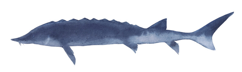 Realistic watercolor illustration of silhouette of sturgeon, northern fish