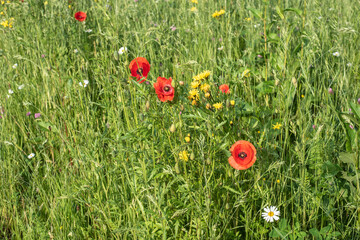 red poppies in an uncultivated meadow in sunshine