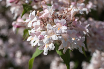 close-up of the blossoms of a beauty bush