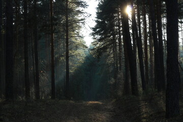 Naklejka premium Blue misty pine forest in the cold light of the autumn sun. The sun's rays make their way through the pine trees. Forest road covered with red needles leads you into the glowing depths of pine forest.