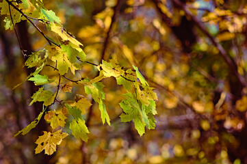 Autumn leaves on a tree branch.