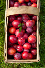 Plum Opal -  delicious purple and pink sweet fruit in the wooden basket, harvest time in the orchard.