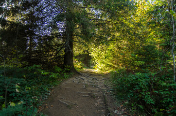 ścieżka w lesie - Bieszczady 