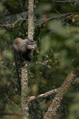 Blue monkey - Cercopithecus mitis, beautiful common primate from African forests and woodlands, Bwindi, Uganda.